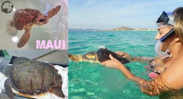 Η Μυρτώ, η Μαρκέλλα και ο Maui επιστέφουν στο φυσικό τους περιβάλλον