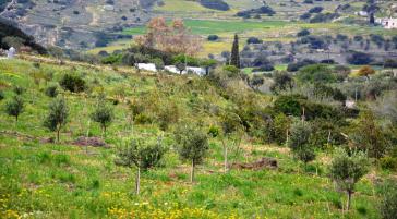 Σπουδαία διάκριση για το βιολογικό ελαιόλαδο Καμάρανθο Πάρου