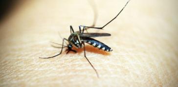 ΕΟΔΥ: Σε έξαρση ο ιός του Δυτικού Νείλου