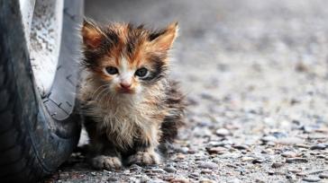 Πρόστιμο €30.000 σε 60χρονο που πυροβόλησε και σκότωσε μικρή γάτα στη Ρόδο