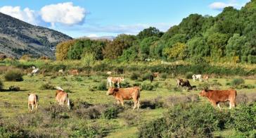 Τρία νέα κρούσματα αφθώδους πυρετού στη Λέσβο