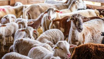 Αμοργός: Δήμος και Γεωπονικό Πανεπιστήμιο Αθηνών ενώνουν δυνάμεις για την προβατοτροφία