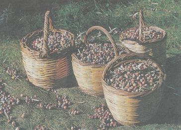 Ελιά και Λάδι - Μύθοι και Ιστορία