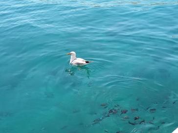 Η φωτογραφία της ημέρας