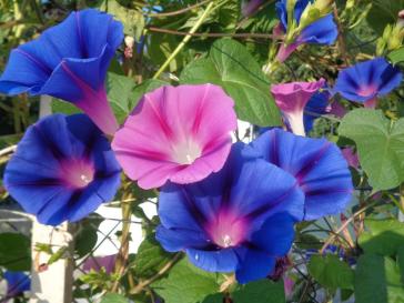 Η φωτογραφία της ημέρας