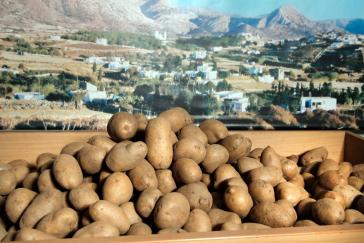 Δελτίο Τύπου Ε.Α.Σ. Νάξου για εξάντληση αποθέματός της πατάτας Νάξου