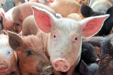 «Εμφάνιση κρουσμάτων Αφρικανικής Πανώλης των Χοίρων στη Βουλγαρία»