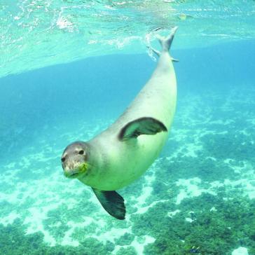 Πρόσκληση για συμμετοχή στο Σεμινάριο «Επιχείρηση - Διάσωση Μεσογειακής Φώκιας»