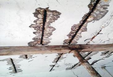 Υπό κατάρρευση το καταφύγιο αδέσποτων ζώων στην Πάρο