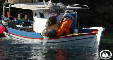 Γνωμοδοτικό Συμβούλιο της Ε.Ε. για την Αλιεία για τη Μεσόγειο 