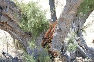 Περιβαλλοντική ασέλγεια στον Γαλησσά