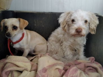 Εγκληματικές ενέργειες πολιτών προς τα ζώα 