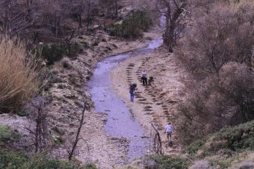 Φυτεύσεις σκλήθρων στην Άνδρο