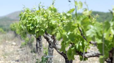 Πρόγραμμα αναδιάρθρωσης & μετατροπής αμπελώνων 