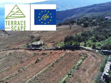 Συνεχίζεται για δεύτερη χρονιά η καλλιέργεια αναβαθμίδων στην Άνδρο