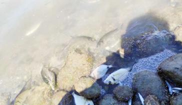 Η Βιστονίδα εκπέμπει S.O.S.