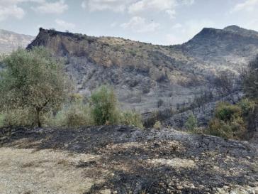 Μεγάλη φτώχεια πλανάται στους πληγέντες της Ηλείας μετά την ολική καταστροφή του φυτικού κεφαλαίου τους