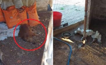 Ας παρέμβει ο Εισαγγελέας για το καταφύγιο «κολαστήριο!!!» του Δήμου Πρέβεζας, έστω και τώρα