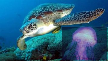 Πρέβεζα: Οι χελώνες περιορίζουν τις μωβ μέδουσες σε Αμβρακικό και Ιόνιο