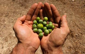 Ακριβό ελαιόλαδο: «Περιορίστε το και μην το αντικαταστήσετε με άλλο λάδι» – Τι προτείνουν οι καρδιολόγοι