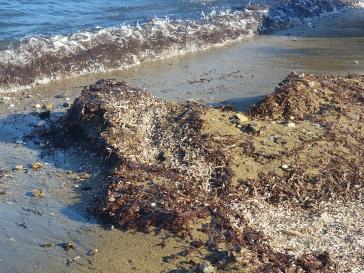 Παραλίες στο έλεος των φυκιών