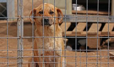 Στα δικαστήρια Φιλοζωικό Σωματείο και Δήμος Πάρου