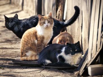 Στοχευμένες κτηνιατρικές παρεμβάσεις στη Σίφνο για τη διαχείριση των αδέσποτων