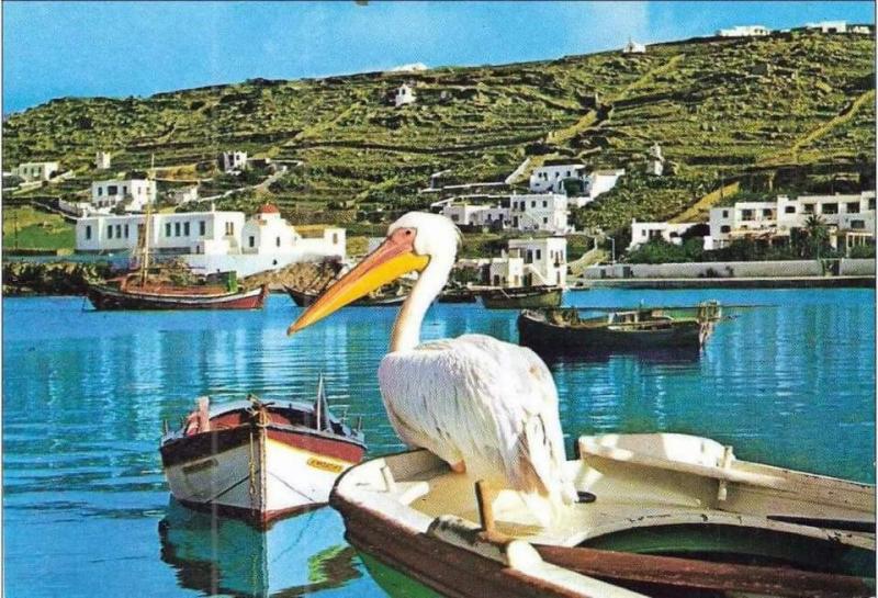 σήμα ανάδοχοι και Κίμπρα